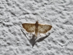 Spilomelini