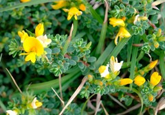Pultenaea maritima