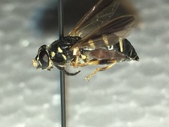 Temnostoma balyras