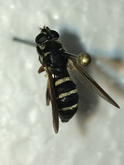 Temnostoma balyras