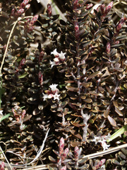 Acrothamnus colensoi