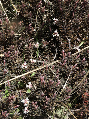 Acrothamnus colensoi