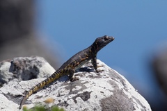 Pseudocordylus microlepidotus microlepidotus