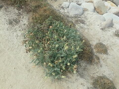 Astragalus nuttallii