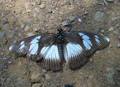 Pseudacraea lucretia