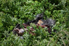 Ardenna tenuirostris