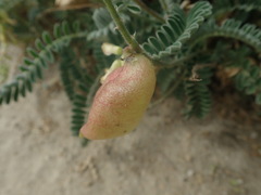 Astragalus nuttallii