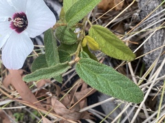 Hibiscus normanii