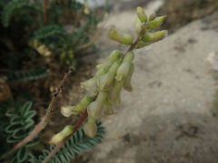 Astragalus nuttallii