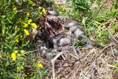 Ardenna tenuirostris