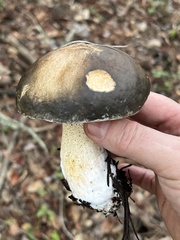 Suillus fuscotomentosus