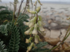 Astragalus nuttallii