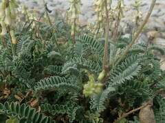 Astragalus nuttallii