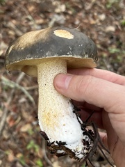 Suillus fuscotomentosus