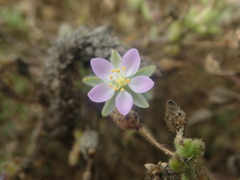 Spergularia macrotheca