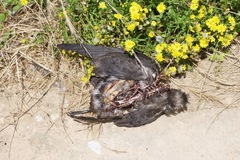 Ardenna tenuirostris