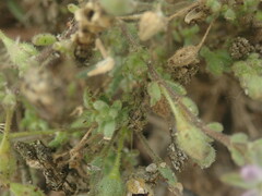 Spergularia macrotheca