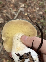 Suillus fuscotomentosus