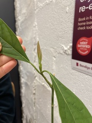 Persea americana