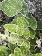 Paraceterach muelleri