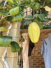 Stephanotis floribunda