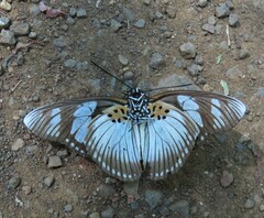 Pseudacraea lucretia
