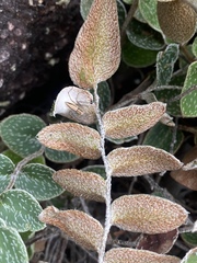 Paraceterach muelleri