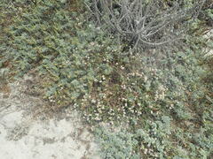Eriogonum parvifolium