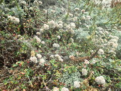 Eriogonum parvifolium