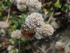 Eriogonum parvifolium