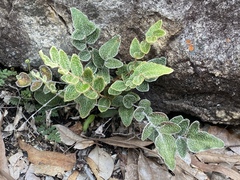 Paraceterach muelleri