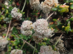 Eriogonum parvifolium
