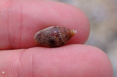 Pardalinops testudinaria