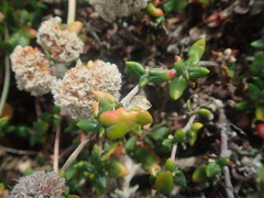 Eriogonum parvifolium