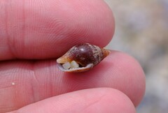 Pardalinops testudinaria