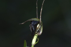 Corybas iridescens