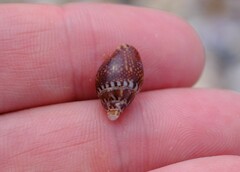 Pardalinops testudinaria