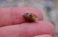Pardalinops testudinaria