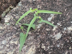 Aristolochia thozetii