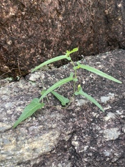 Aristolochia thozetii