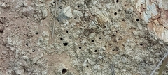 Cicindelinae