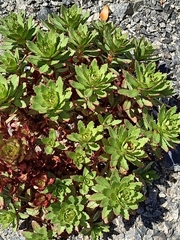 Epilobium pycnostachyum
