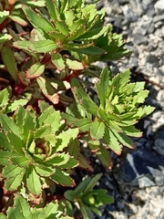 Epilobium pycnostachyum