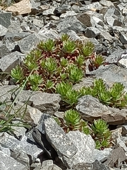 Epilobium pycnostachyum