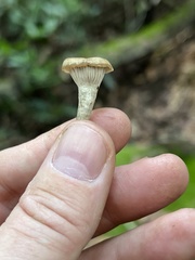 Pseudoclitocybe cyathiformis