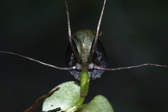 Corybas iridescens