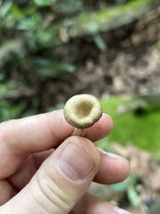 Pseudoclitocybe cyathiformis