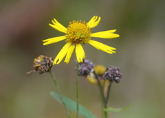 Helenium autumnale