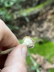 Pseudoclitocybe cyathiformis
