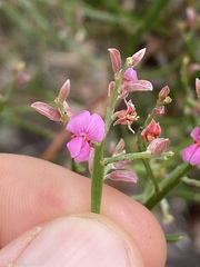 Jacksonia thesioides